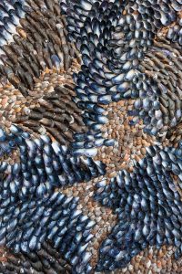 Blott Kerr-Wilson, 'Retrouvius', detail of mussel shells