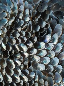 Blott Kerr-Wilson, 'Amanda' 180 x 180cm, asses ear shells, detail