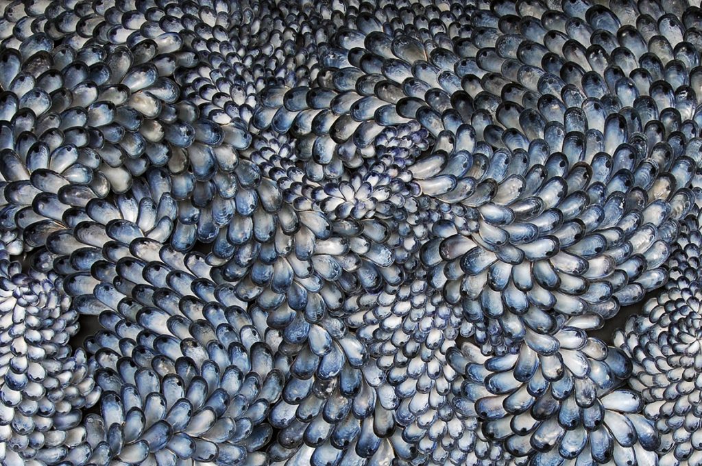 Blott Kerr-Wilson, 'Headland Hotel Cornwall', mussel shells, detail