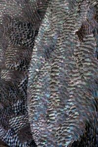 Blott Kerr-Wilson, 'Large', asses ear shells, cropped view