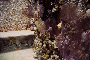 Blott Kerr-Wilson, 'Dodos Grotto', alternate detail view