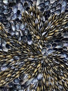 detail of baby mussel shells