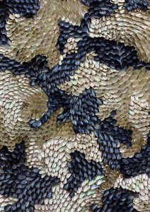 detail of Asses Ears, Mussel shells