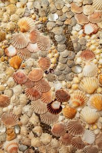 detail of shell work at The George Hotel in Rye